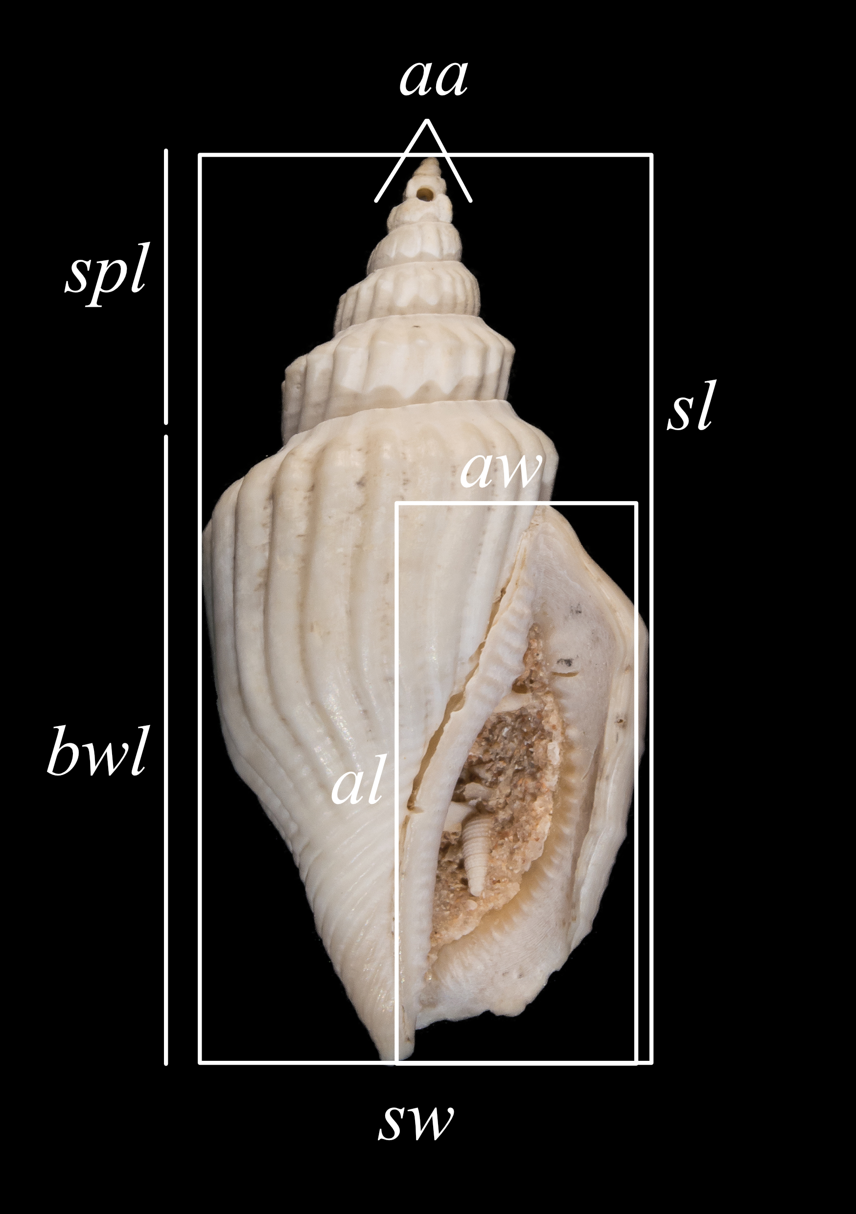 Published paper sample